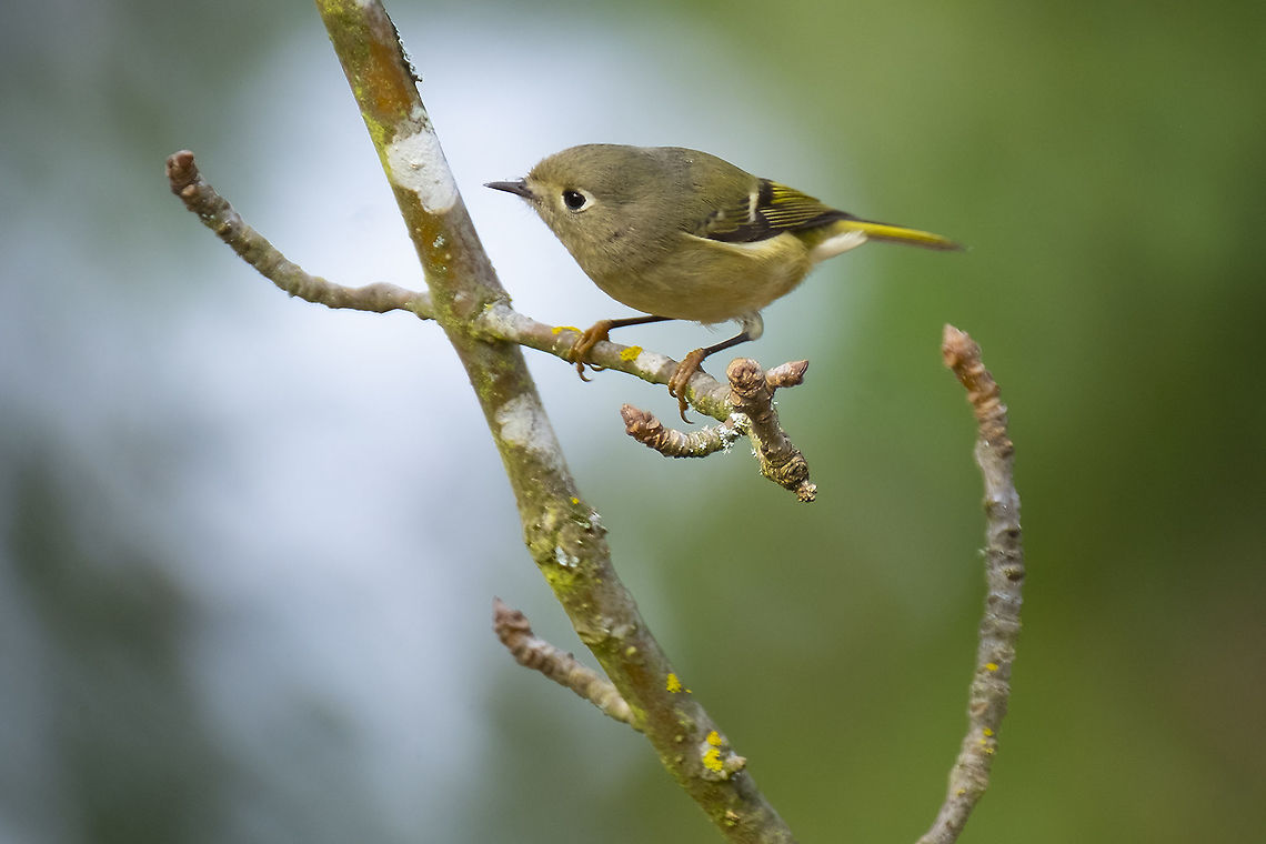 ruby-crowned kinglet  Fall,Geotagged,Regulus calendula,Ruby-crowned kinglet,United States