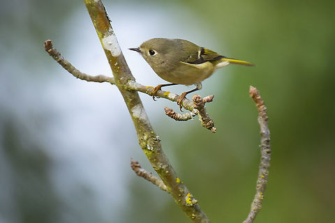 ruby-crowned kinglet  Fall,Geotagged,Regulus calendula,Ruby-crowned kinglet,United States