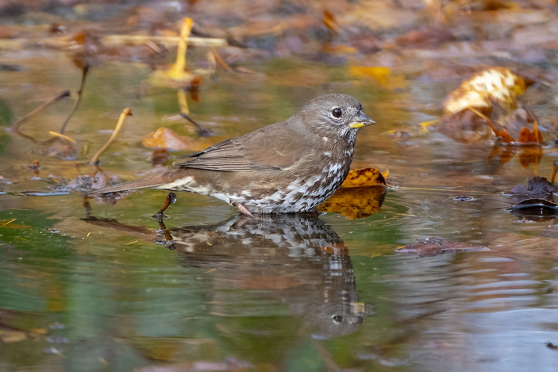 Fox sparrow &#039;sooty&#039; variation Fall,Fox sparrow,Geotagged,Passerella iliaca,United States