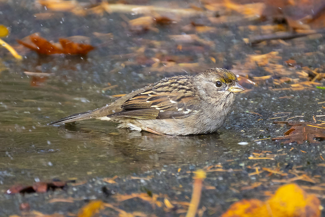 Golden Crowned Sparrow - juvenile  Fall,Geotagged,Golden-crowned sparrow,United States,Zonotrichia atricapilla