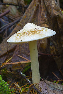Inocybe geophylla highly variable - this year white, umbonate and hairy looking appears to be the more prevalent form Fall,Geotagged,Inocybe geophylla,United States