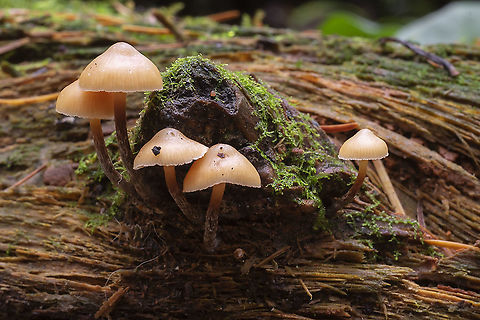 Galerina mammillata small Galerina species with a prominent umbo. Fall,Galerina mammillata,Geotagged,United States