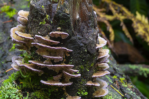 Violet-toothed polypore  Fall,Geotagged,Trichaptum abietinum,United States