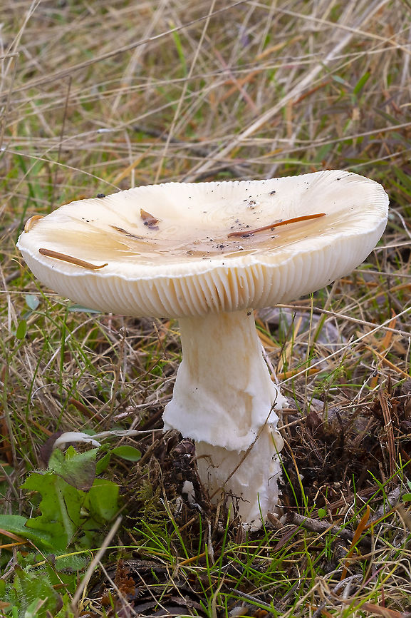 Jeweled Amanita  Amanita gemmata,Fall,Geotagged,Jewelled Amanita,United States
