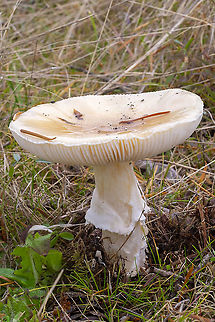 Jeweled Amanita  Amanita gemmata,Fall,Geotagged,Jewelled Amanita,United States