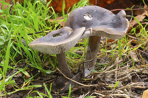 large gray-brown mushrooms  Fall,Geotagged,United States
