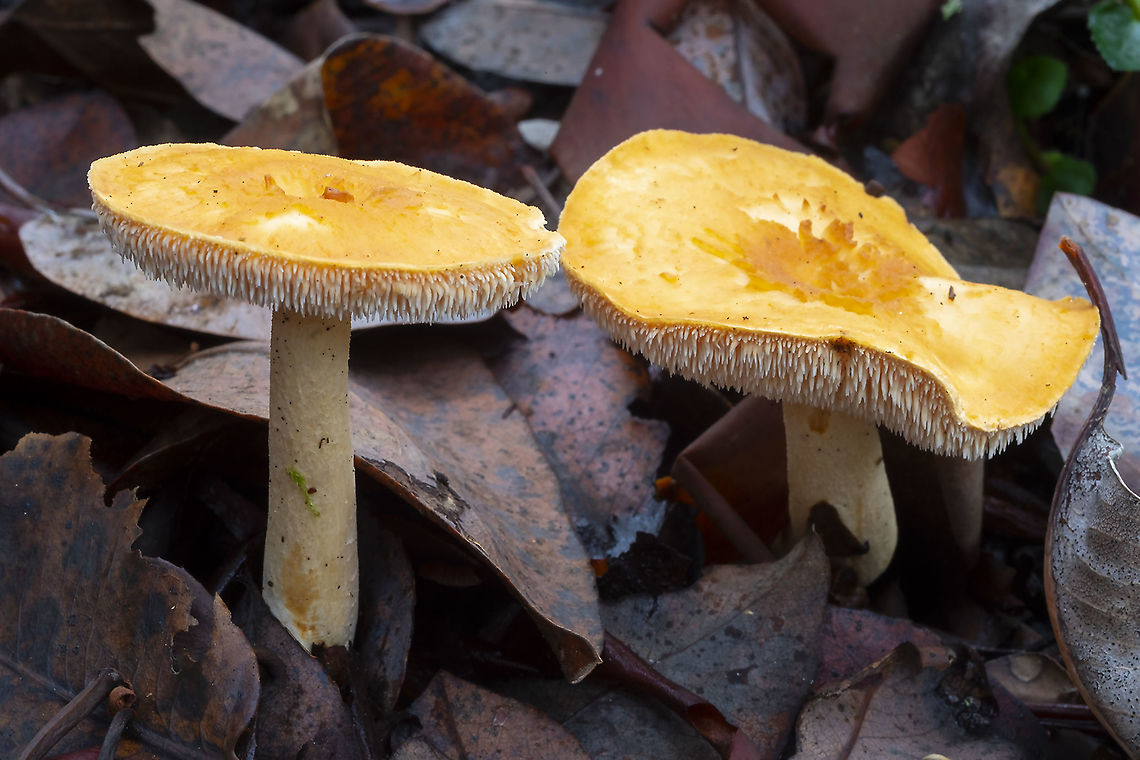 Depressed hedgehog  Depressed hedgehog,Fall,Geotagged,Hydnum umbilicatum,United States