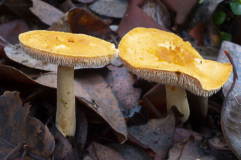Depressed hedgehog  Depressed hedgehog,Fall,Geotagged,Hydnum umbilicatum,United States