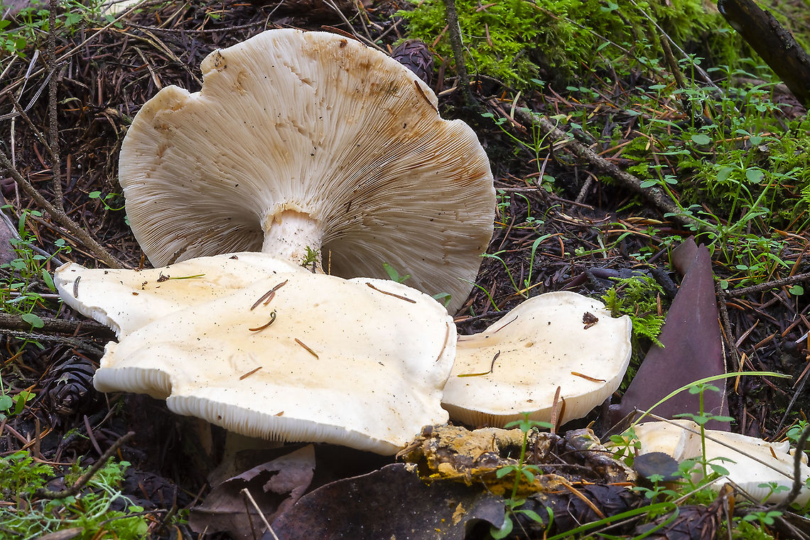 Giant funnel  Fall,Geotagged,Giant funnel,Leucopaxillus giganteus,United States