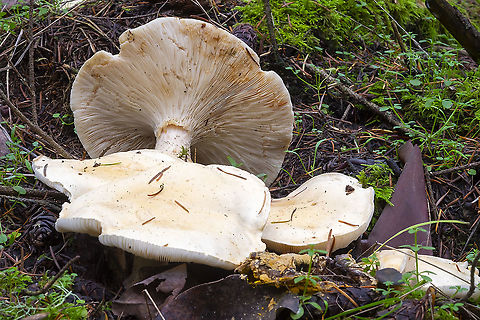 Giant funnel  Fall,Geotagged,Giant funnel,Leucopaxillus giganteus,United States