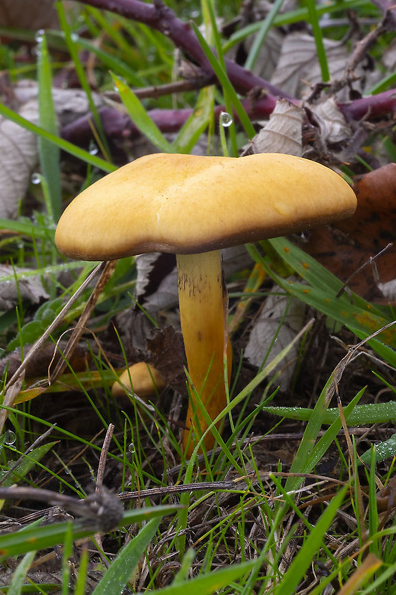 yellow/orange grass dwelling mushroom  Fall,Geotagged,United States