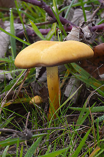 yellow/orange grass dwelling mushroom  Fall,Geotagged,United States