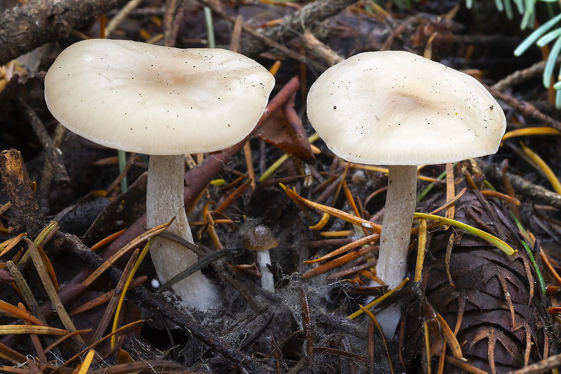 Clitocybe fragrans I think the Wiki description for this mushroom is wrong...  California mushrooms says anise odor should indicate C. deceptive - &quot;The distinguishing feature of this (deceptive) small, cream-buff mushroom is an unmistakable anise odor. There are several closely related species. Most likely to be encountered is Clitocybe fragrans, a paler mushroom, nearly white, with a &quot;sweet&quot;, not anise odor.&quot;<br />
these did not smell like anise.. <br />
 Clitocybe fragans,Fall,Geotagged,United States,clitocybe fragrans