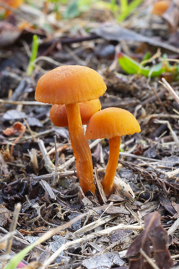 Laccaria Proxima  Fall,Geotagged,Laccaria proxima,Scurfy Deceiver,United States