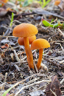 Laccaria Proxima  Fall,Geotagged,Laccaria proxima,Scurfy Deceiver,United States