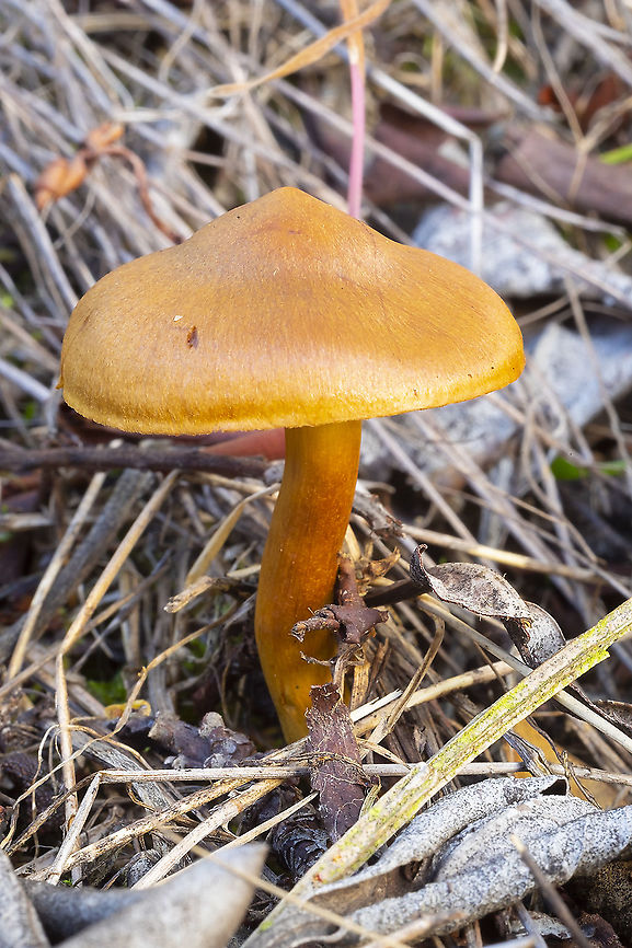 saffron colored cortinarius  Cortinarius croceus,Fall,Geotagged,United States