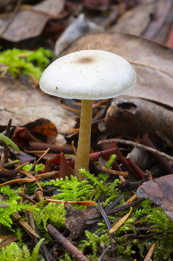 small Clitocybe (poss) species  Fall,Geotagged,United States
