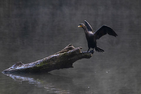 hanging out on a cold morning  Fall,Geotagged,Phalacrocorax auritus,United States,double-crested