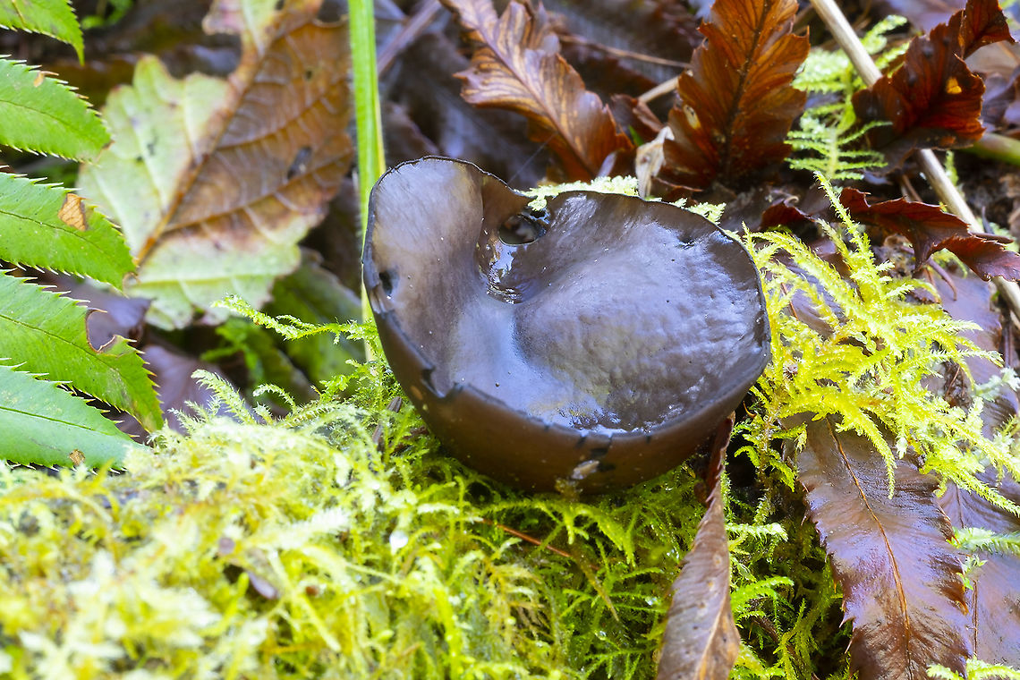 Pseudoplectania vogesiaca  Geotagged,Pseudoplectania vogesiaca,United States,Winter