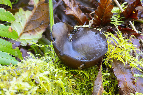 Pseudoplectania vogesiaca  Geotagged,Pseudoplectania vogesiaca,United States,Winter
