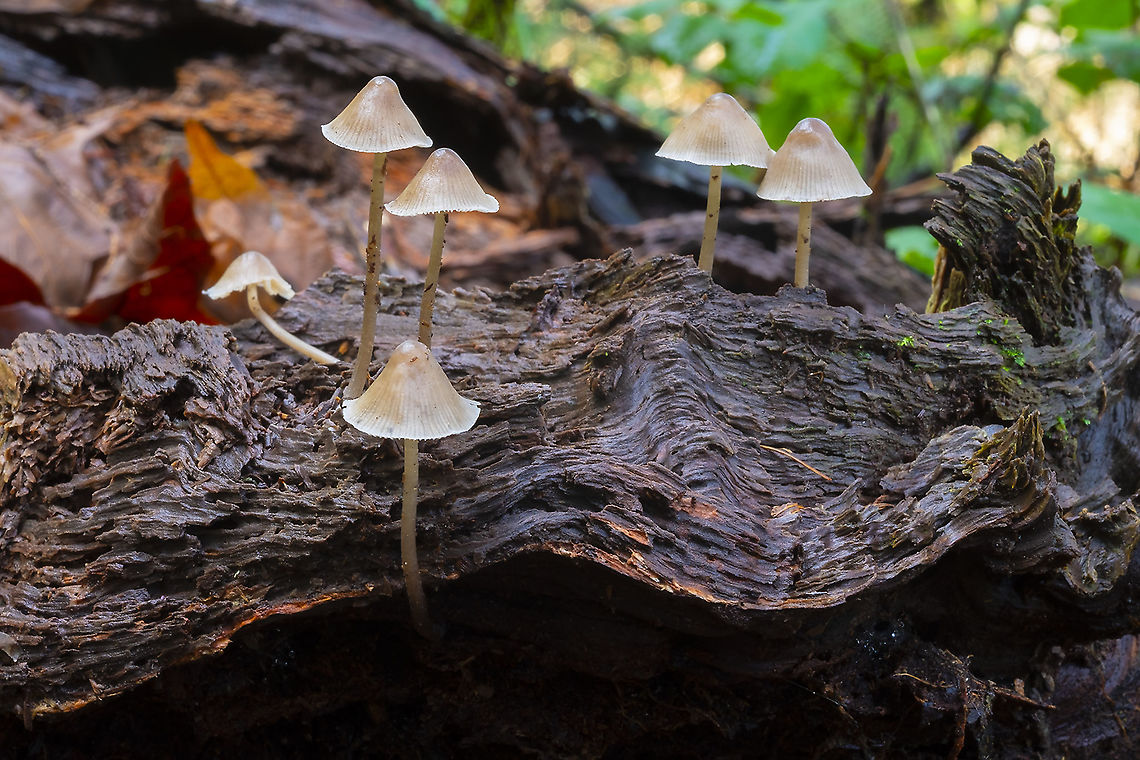 Brown wood loving Mycena  Geotagged,United States,Winter