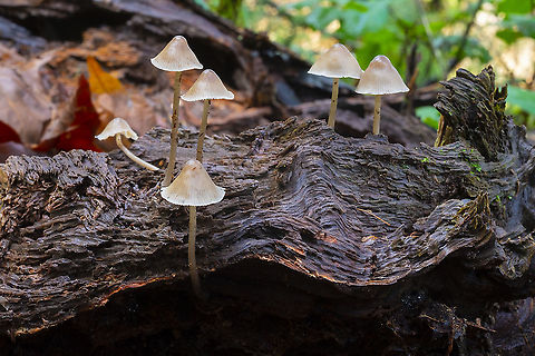 Brown wood loving Mycena  Geotagged,United States,Winter
