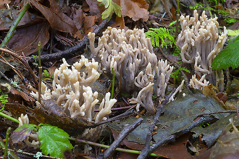 parasitized with Helminthosphaeria clavariarum  Clavulina cristata,Geotagged,United States,White coral fungus,Winter