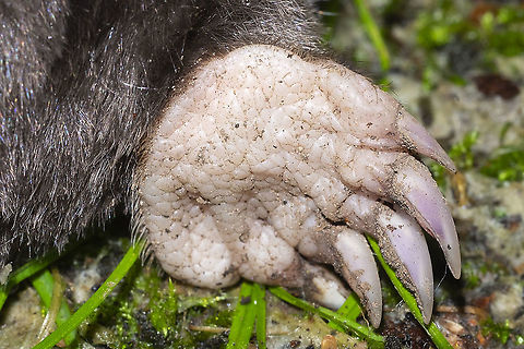 Coast mole paw mole paw detail - cool claws! Coast mole,Geotagged,Scapanus orarius,Spring,United States