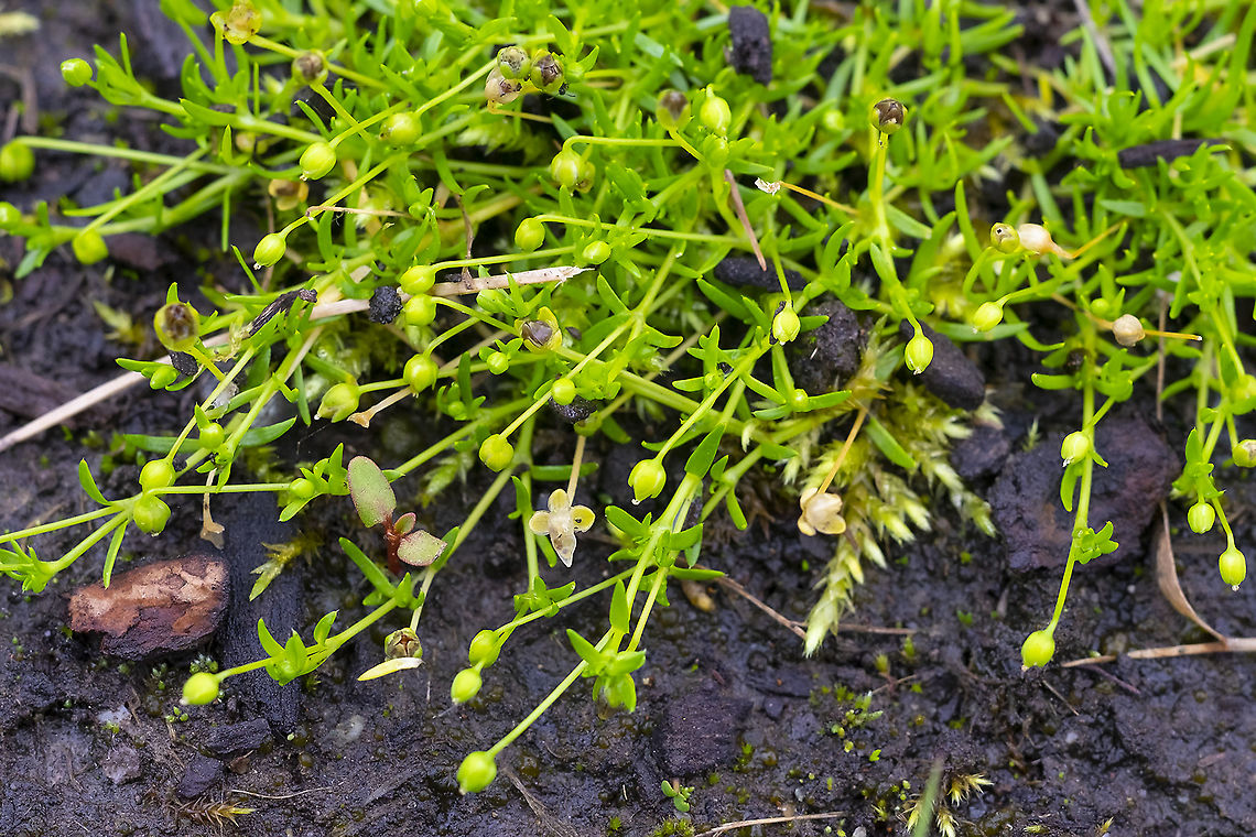 Western pearlwort  Geotagged,Sagina decumbens,Spring,United States