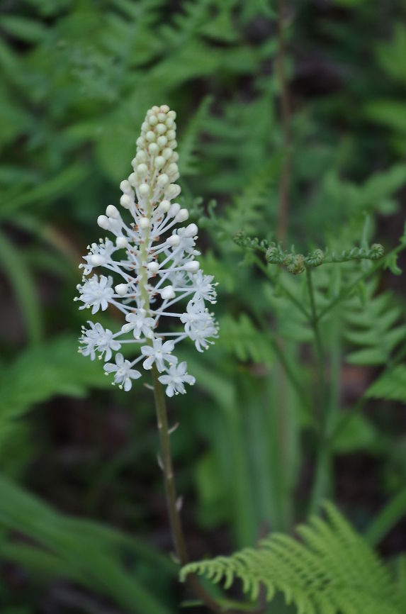 Flower and fern