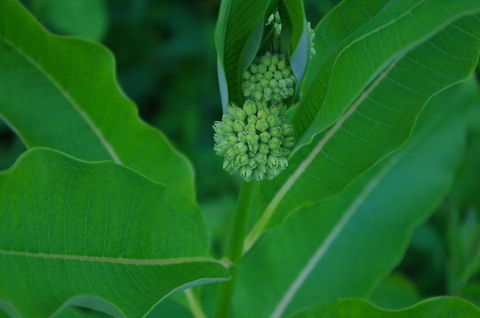 Green and leafy