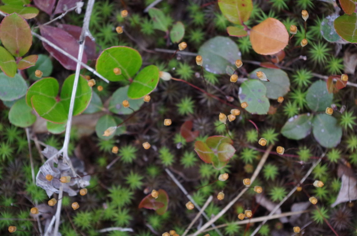 Moss fruit