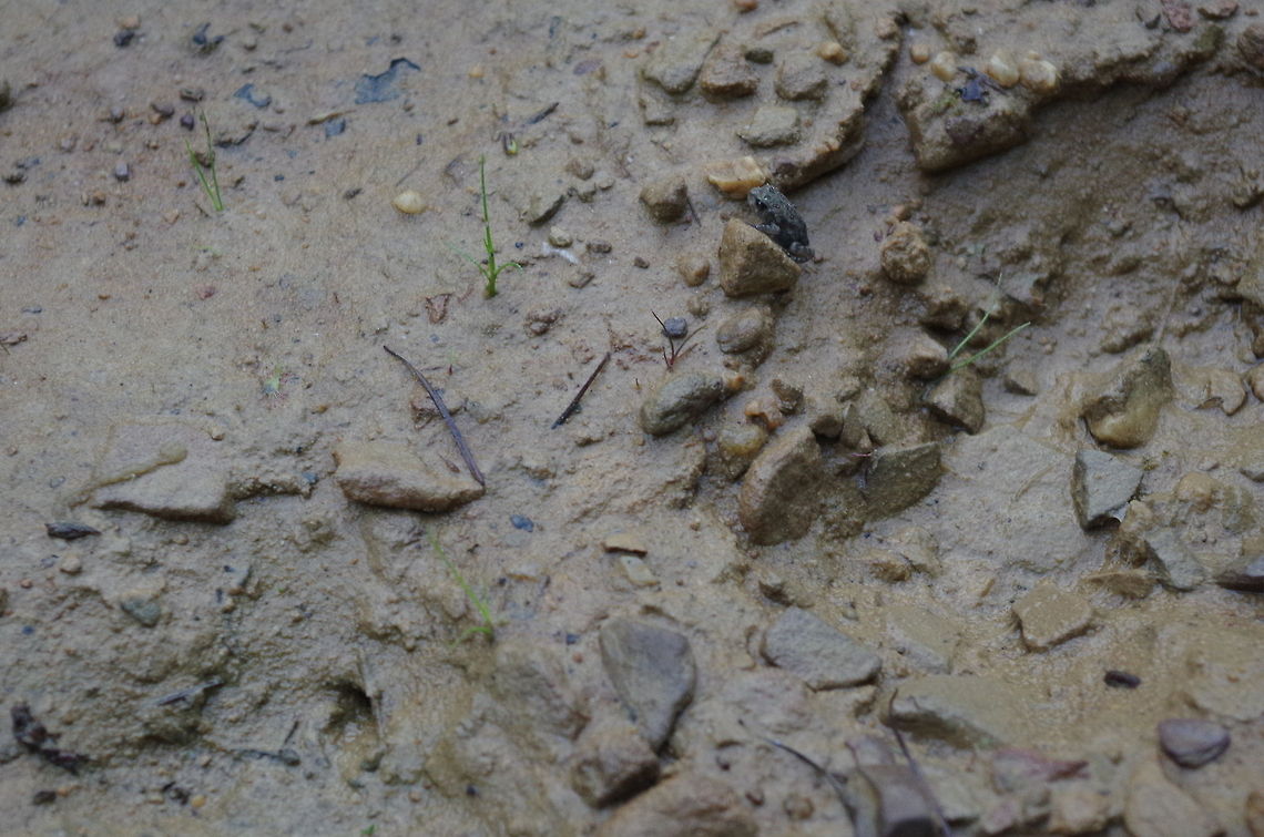 tinytoad