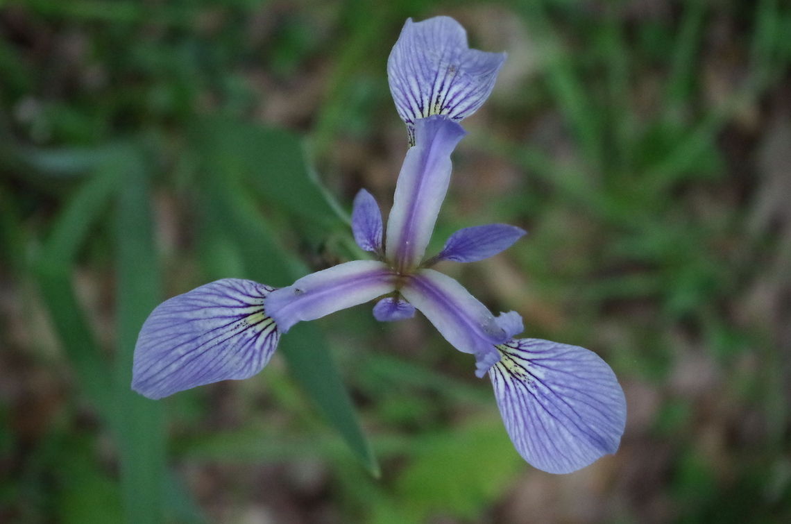 Iris