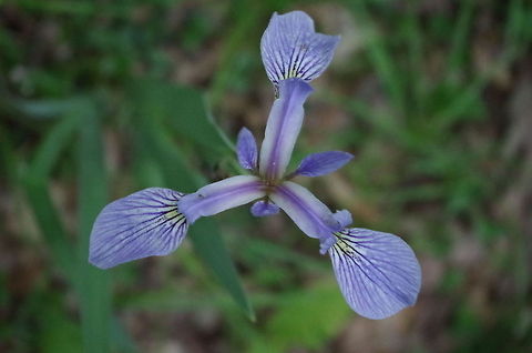 Iris