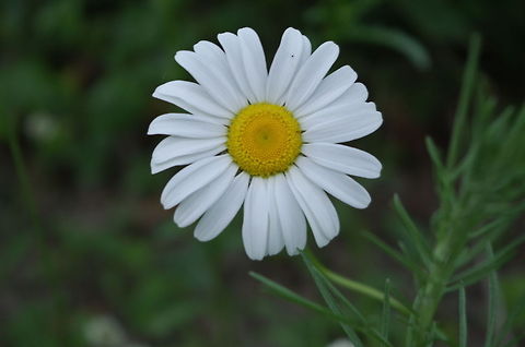 Daisy