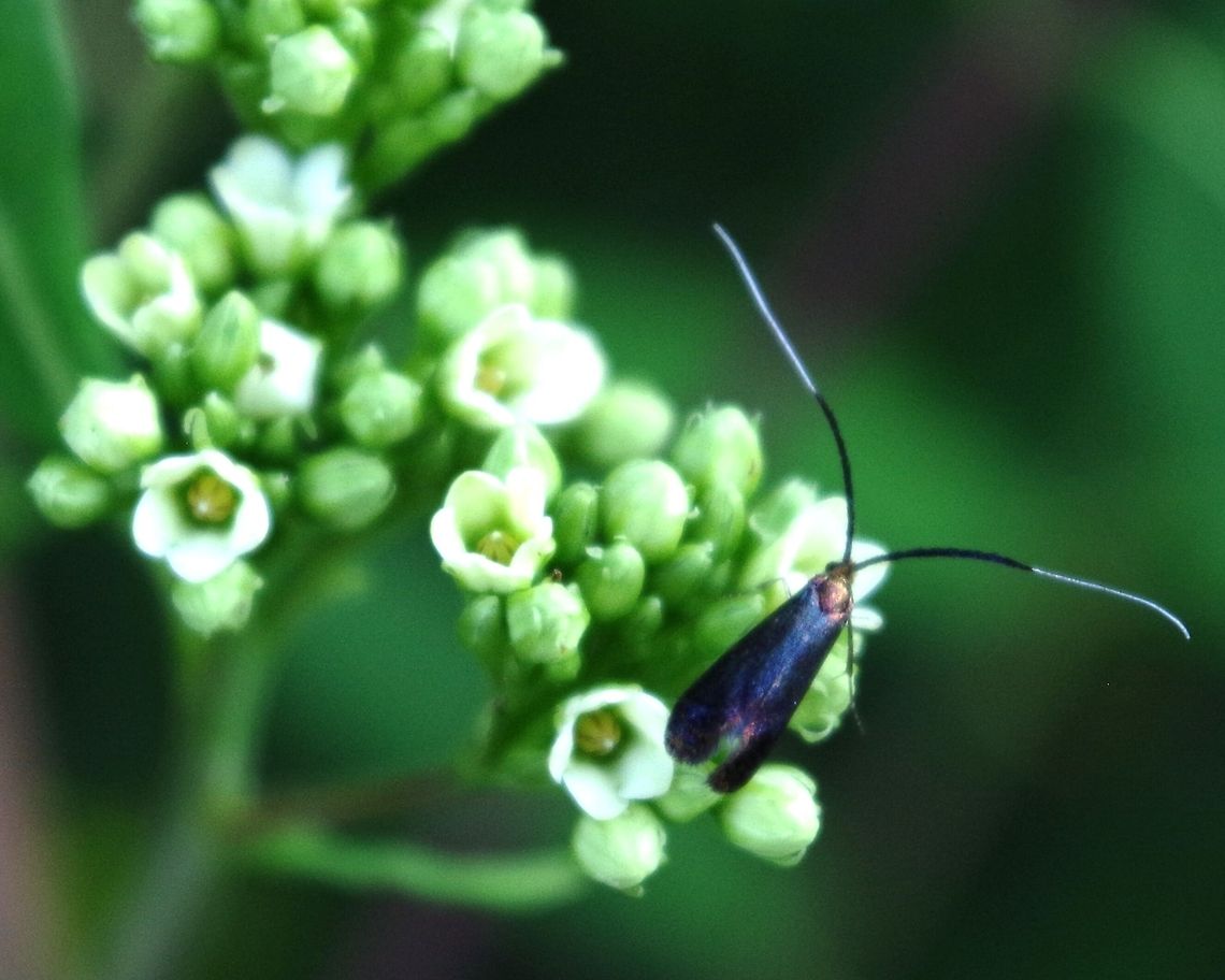 bug2  Adela caeruleella