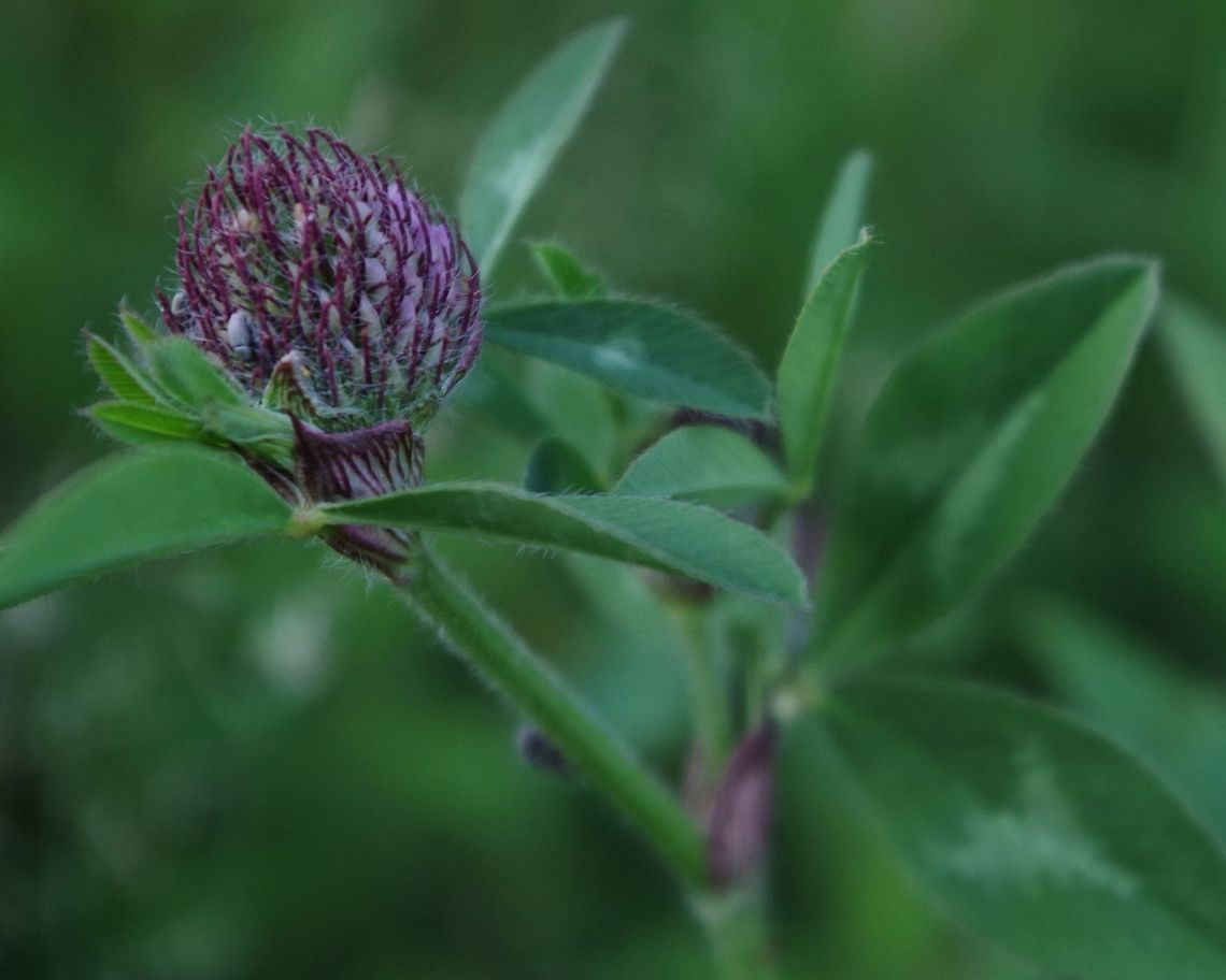 purpfi