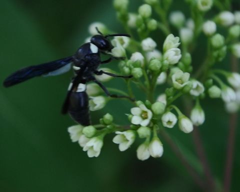 wasp  Monobia quadridens