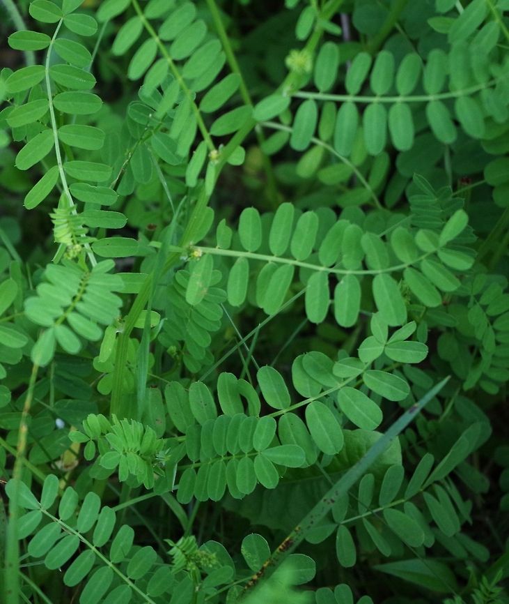 invasive_1