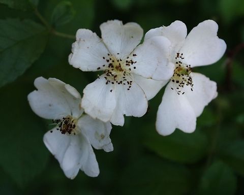 rose