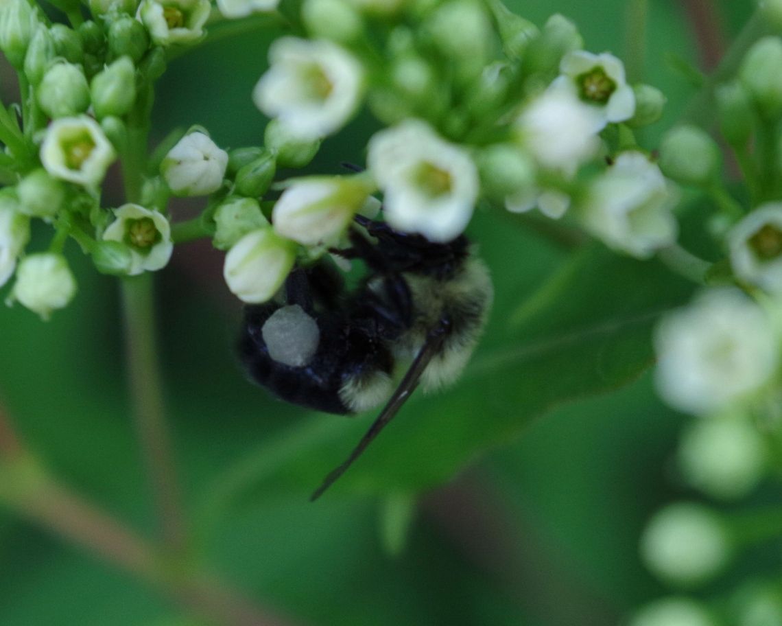 bumblebee2