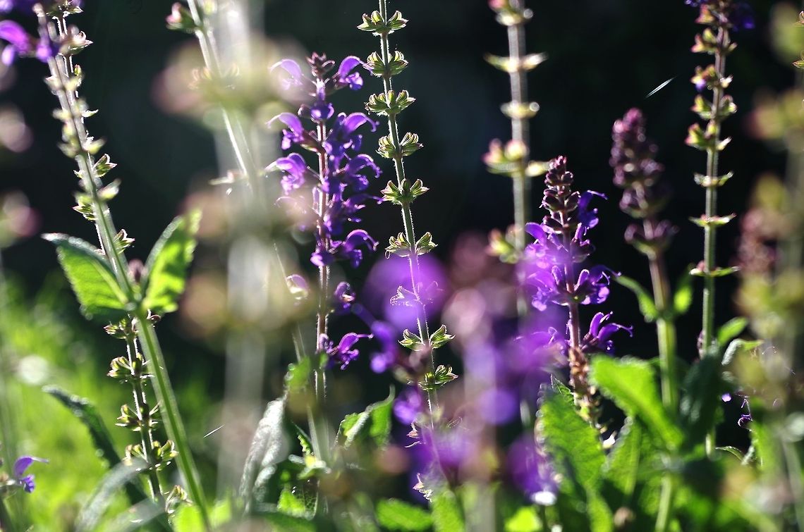 salvia