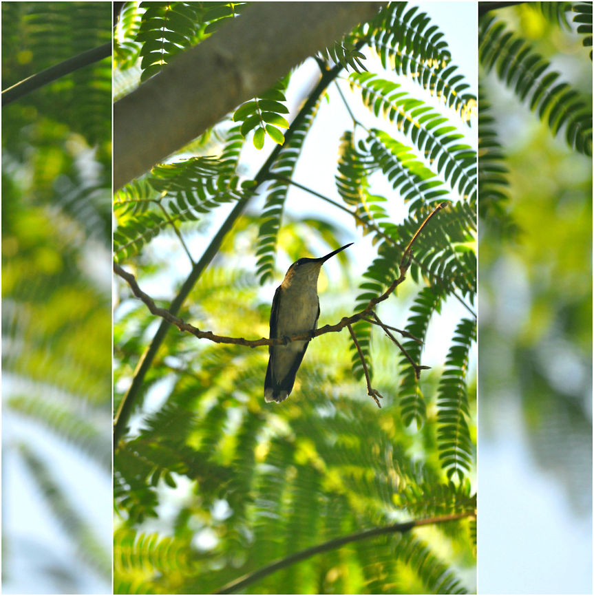A Dainty Perch A Black-Chinned hummingbird perches on a small tree branch. Hummingbird