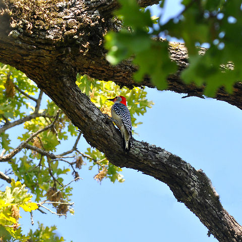 Red-Bellied Woodpecker  Melanerpes carolinus,Red-bellied Woodpecker