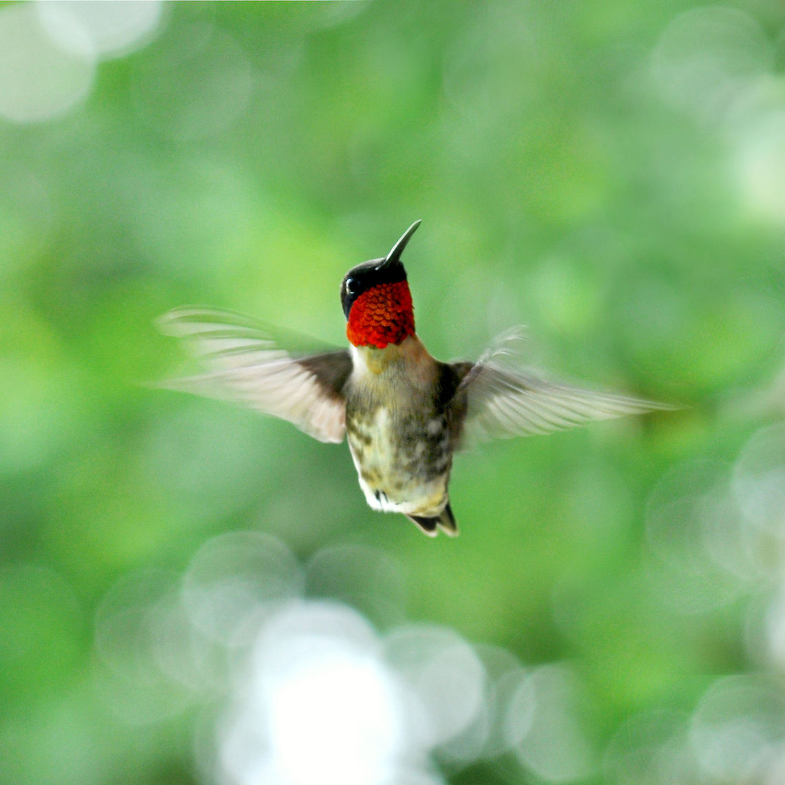 A Moment in Time  Archilochus colubris,Ruby-throated hummingbird