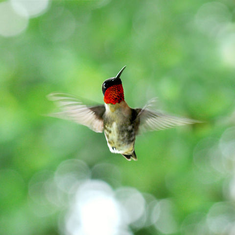 A Moment in Time  Archilochus colubris,Ruby-throated hummingbird