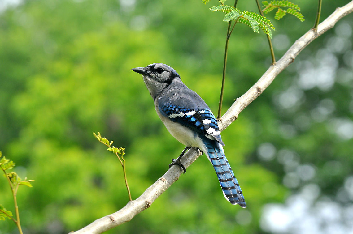 A Noble View  Blue jay,Cyanocitta cristata