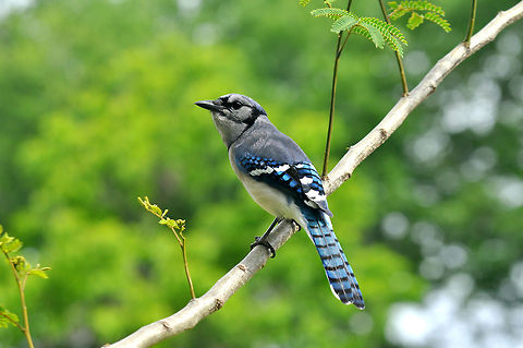 A Noble View  Blue jay,Cyanocitta cristata