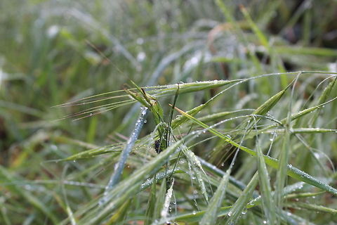 Deceiving fly I focus on the fly. This made the background blurry in the picture.